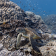 Illustration for article titled Google launches underwater Street View, blows everyones goddamn mind